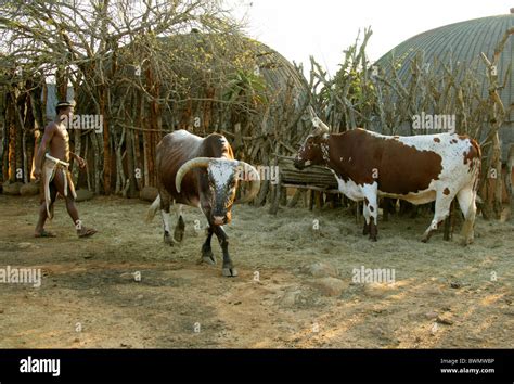 Nguni Cattle Raiding ja Kuningas Shaka Zulu: 6th Century South African Military Innovation and Social Transformation